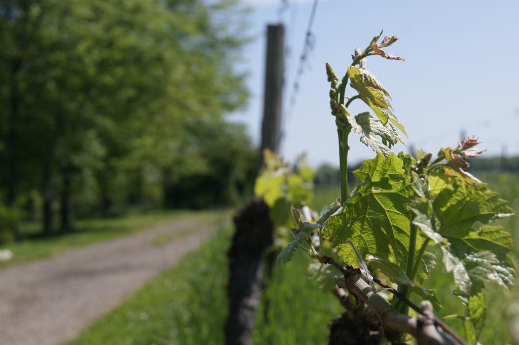 Domaine Maison Dodo Lamonzie-Saint-Martin Eksteriør bilde